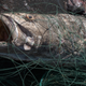 A totoaba caught in a gillnet.